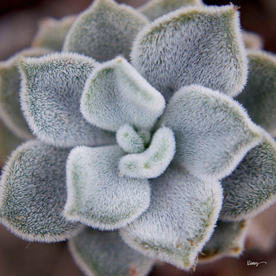 product image for Fuzzy Succulent By Grand Image Home 89447_P_24X24_M 2 80