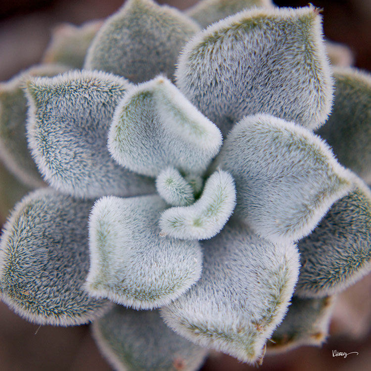 media image for Fuzzy Succulent By Grand Image Home 89447_P_24X24_M 2 212
