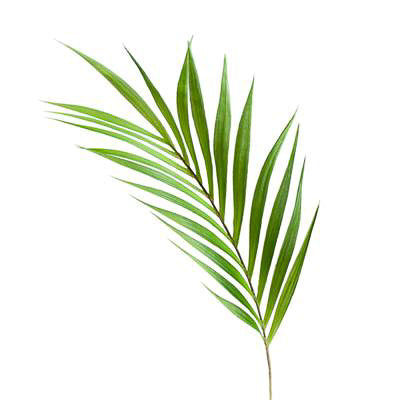 product image for palm leaf 36 stem design by torre tagus 2 13