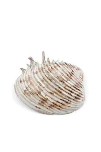 media image for yarnnakarn oceanology channeled clam shell dish 3 238