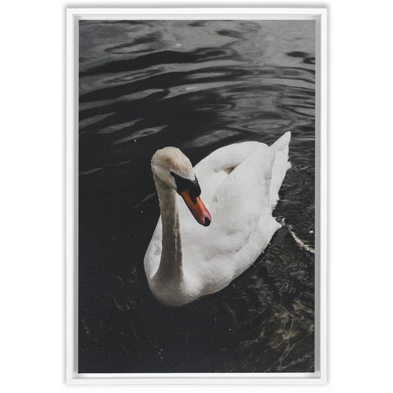media image for swan framed canvas 9 20