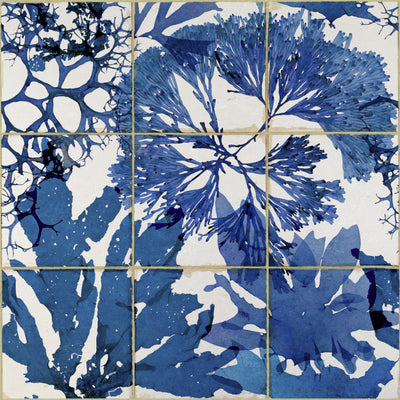 product image of sample algae in blue wallpaper from collection ii by mind the gap 1 584