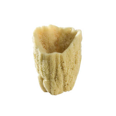 product image of display sponges 1 544