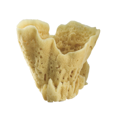 product image of display sponges 2 590