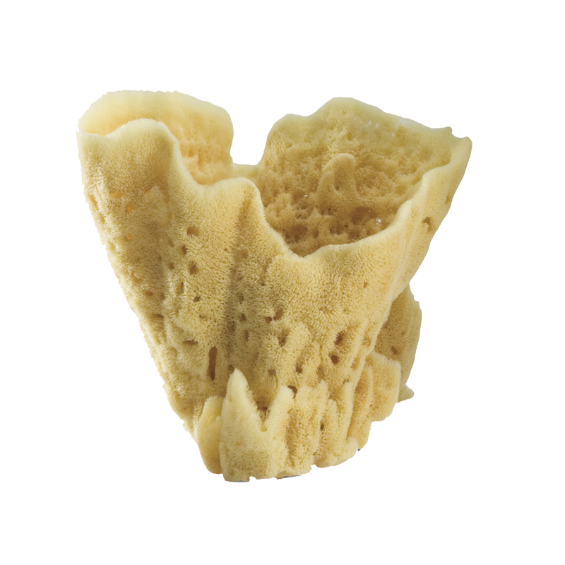 media image for display sponges 2 253