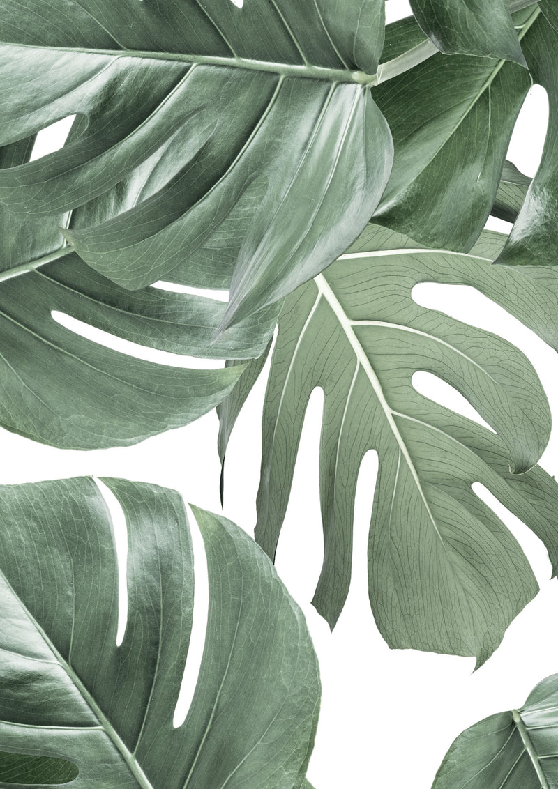 media image for Botanical Wallpaper Monstera White by KEK Amsterdam 249