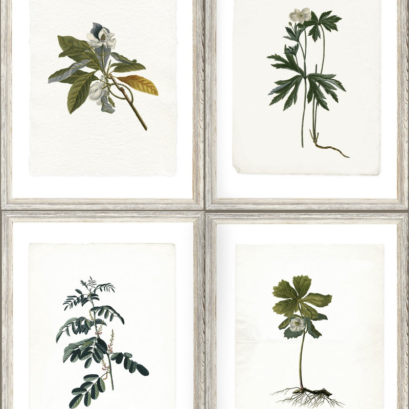 media image for sample botany wallpaper from collection ii by mind the gap 1 239
