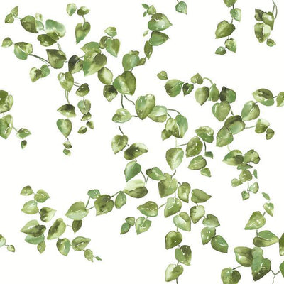 product image of sample creeping fig vine wallpaper in green from the simply farmhouse collection by york wallcoverings 1 511