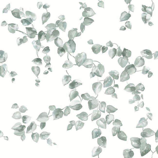 media image for sample creeping fig vine wallpaper in sage from the simply farmhouse collection by york wallcoverings 1 279