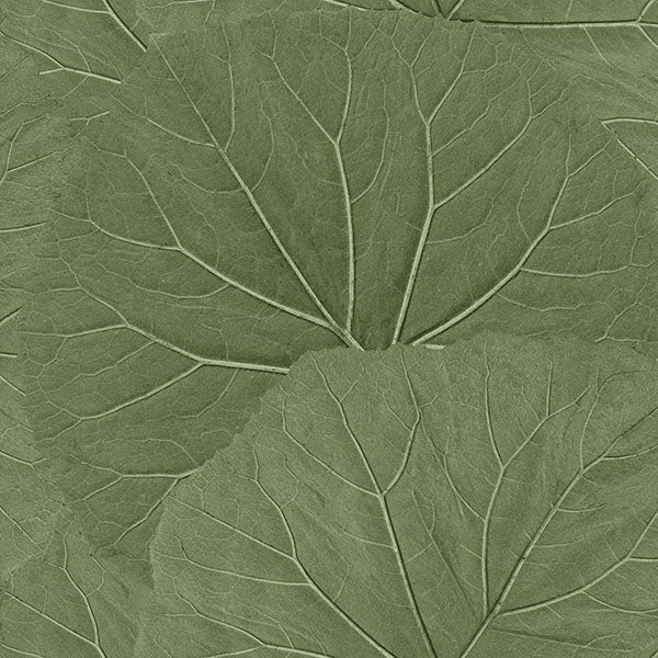 media image for Xylem Olive Large Leaves Wallpaper from Design Department by Brewster 226