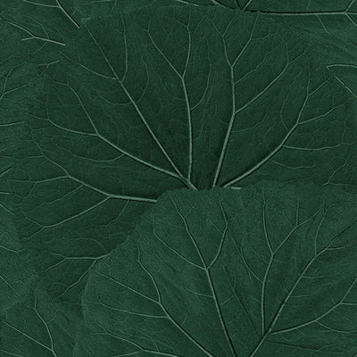 product image for Xylem Evergreen Large Leaves Wallpaper from Design Department by Brewster 87