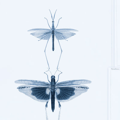 product image of sample entomology blue wallpaper from collection ii by mind the gap 1 513