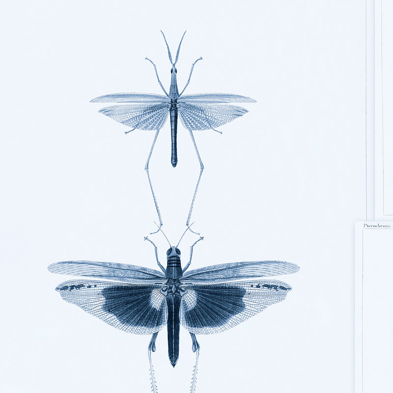 media image for sample entomology blue wallpaper from collection ii by mind the gap 1 259