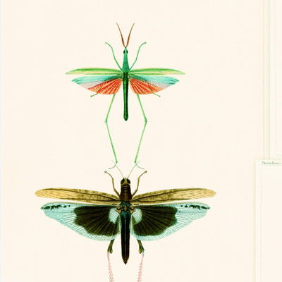 product image of sample entomology green wallpaper from collection ii by mind the gap 1 520