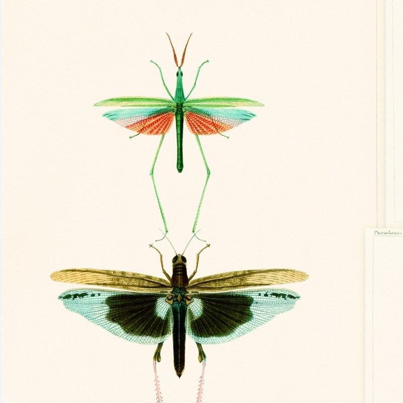 media image for sample entomology green wallpaper from collection ii by mind the gap 1 232