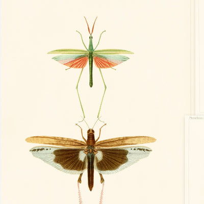 product image of sample entomology wallpaper from collection ii by mind the gap 1 571