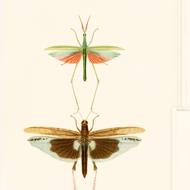 media image for sample entomology wallpaper from collection ii by mind the gap 1 21