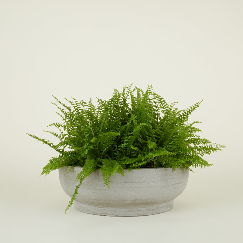 media image for Fiber Cement Footed Bowl Planters by Hawkins New York 235