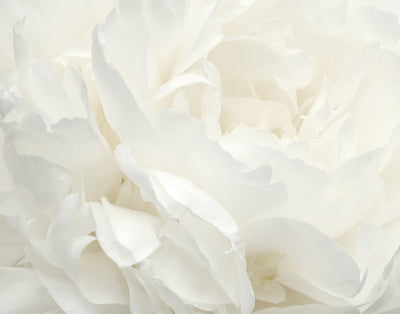 product image of Rose White Wall Mural from the Atmosphere Collection by Galerie Wallcoverings 528