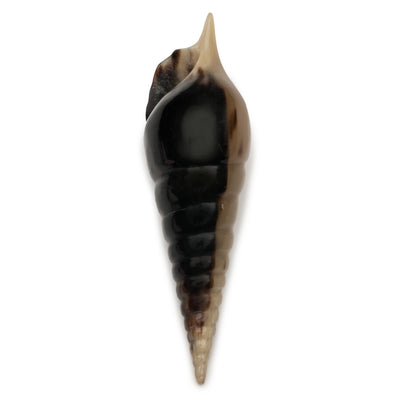 product image for Auger Shell Objet design by Siren Song 60