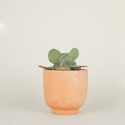 product image for Terracotta Footed Planters in Various Sizes by Hawkins New York 70