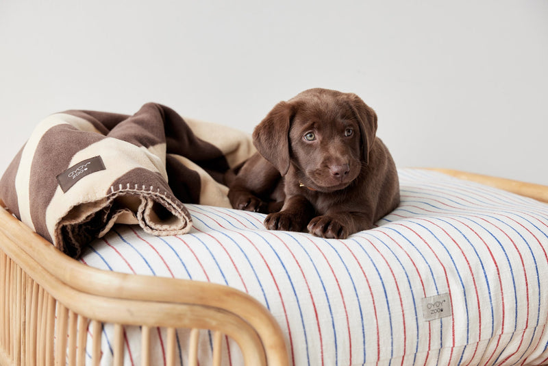 media image for kyoto dog cushion mellow 6 228