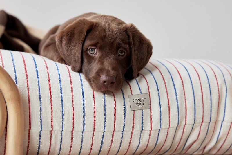 media image for kyoto dog cushion mellow 5 267
