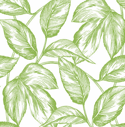 product image for Sketched Leaves Peel-and-Stick Wallpaper in Greenery 88