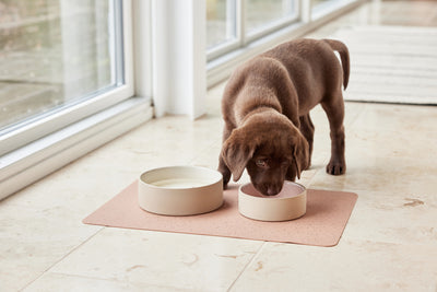 product image for sia dog bowl medium 8 74