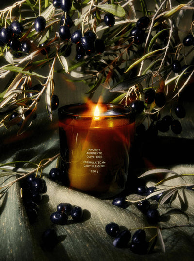 product image for Olive Tree Candle 86