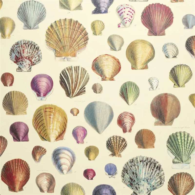 media image for Captain Thomas Browns Shells Sepia Wallpaper by John Derian for Designers Guild 257