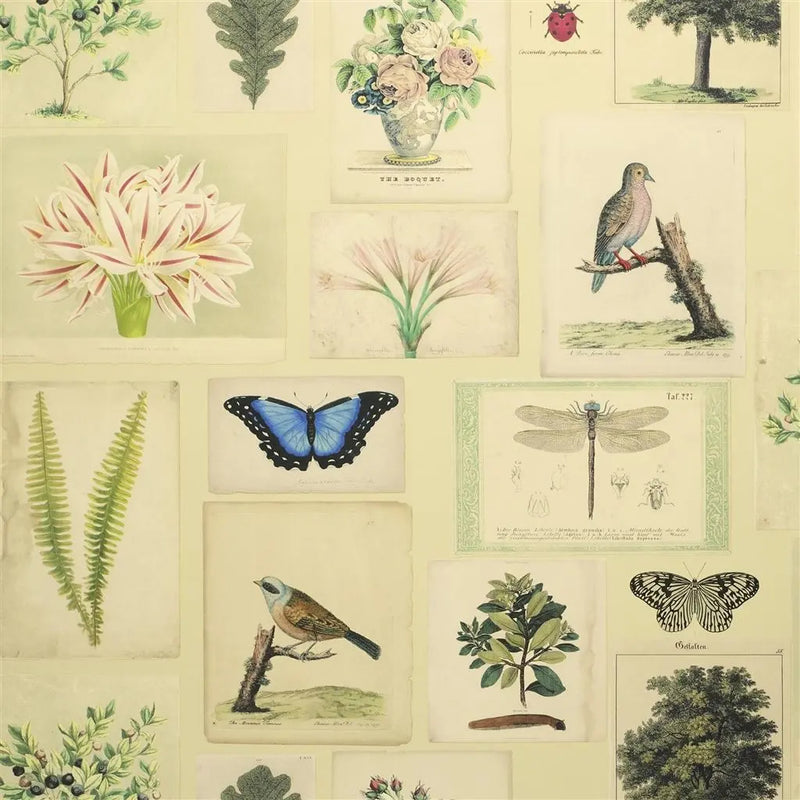 media image for Flora and Fauna Parchment Wallpaper by John Derian for Designers Guild 266