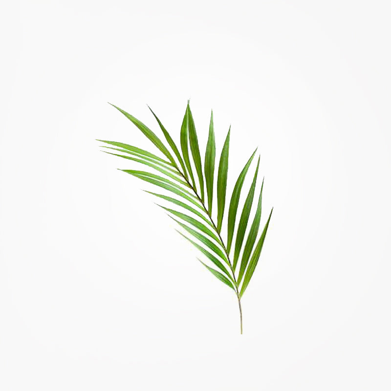 media image for palm leaf 36 stem design by torre tagus 1 212