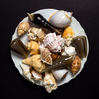 product image for Auger Shell Objet design by Siren Song 82