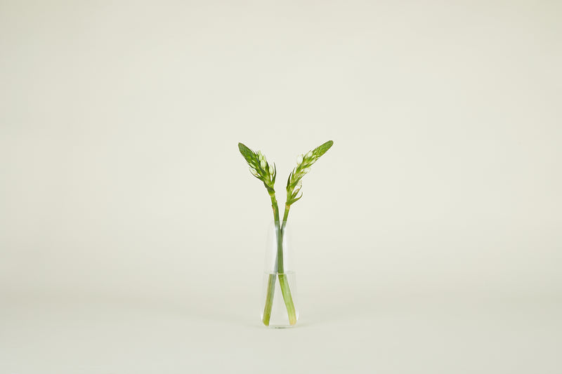 media image for Aurora Vase in Various Sizes & Colors 236