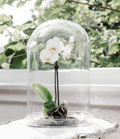 product image for display glass dome 10 12