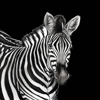 product image of Sample Zebra Wall Mural in Lucia 584