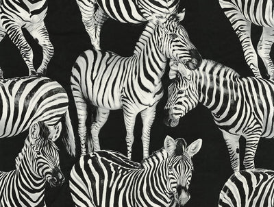 product image of Sample Zebra Romance Wallpaper in Contrasto 593