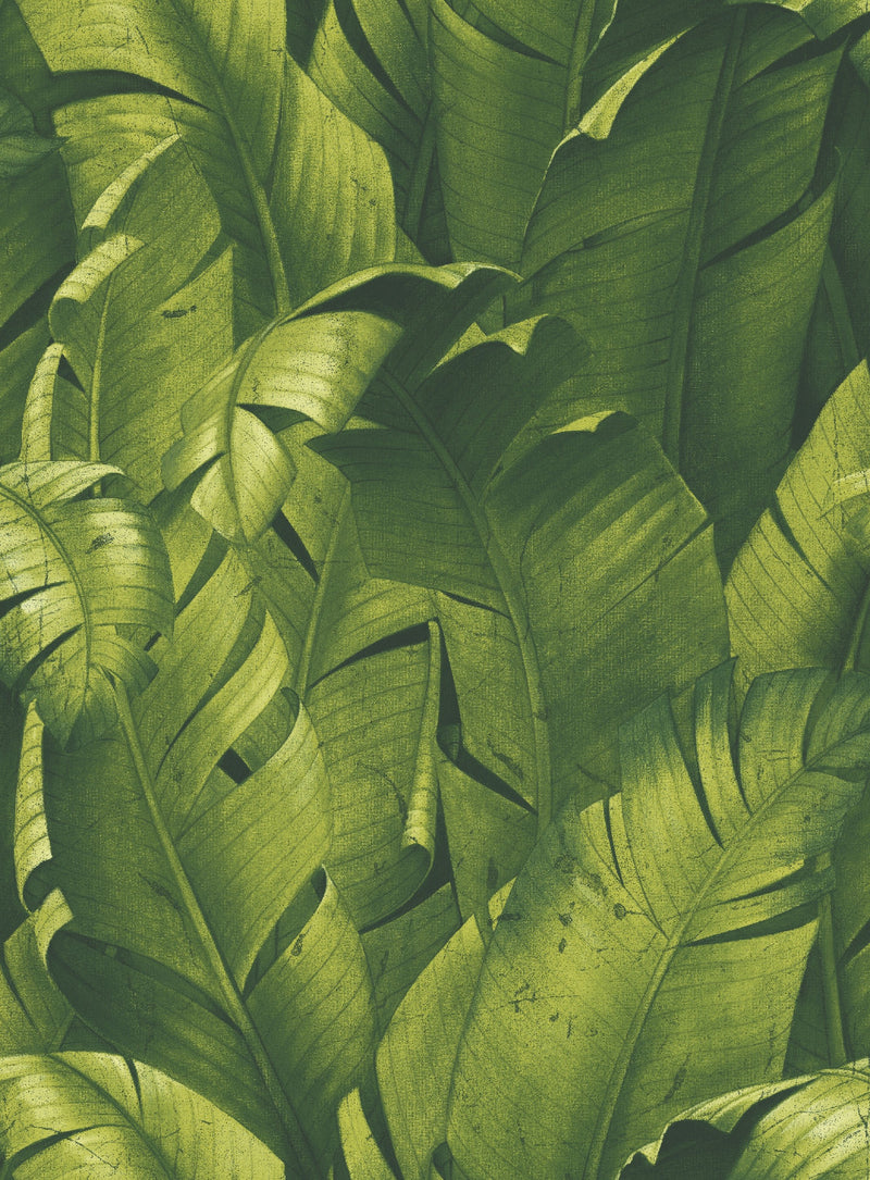 media image for Tropical Banana Leaf Peel-and-Stick Wallpaper in Green by NextWall 262