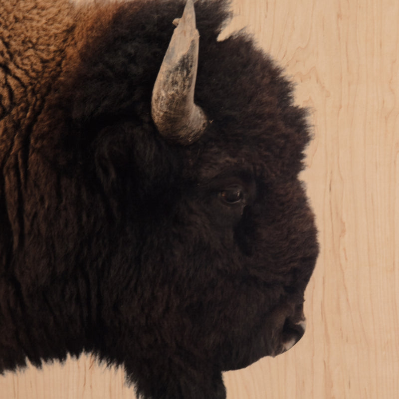 media image for American Bison Wall Art In Various Styles 28