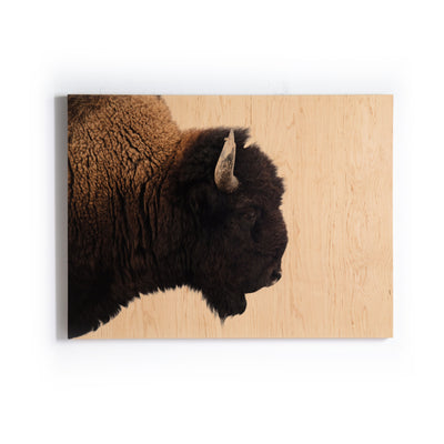 product image of American Bison Wall Art In Various Styles 527