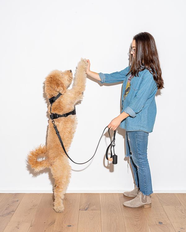 media image for Leash in Various Sizes & Colors 242