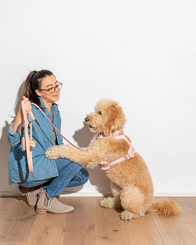 product image for Leash in Various Sizes & Colors 83