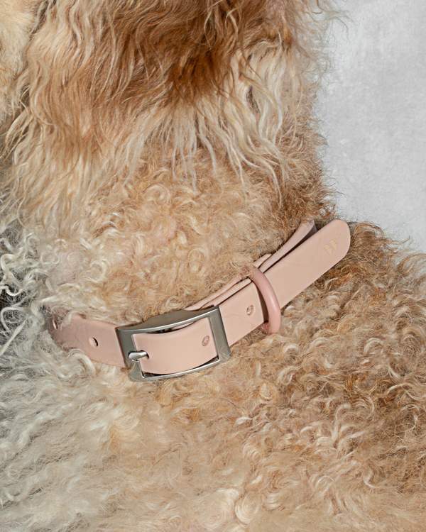 media image for Collar in Various Sizes & Colors 25