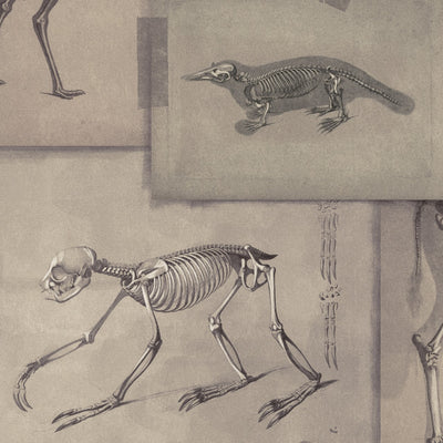product image of sample zooarchaeology wallpaper from collection ii by mind the gap 1 531