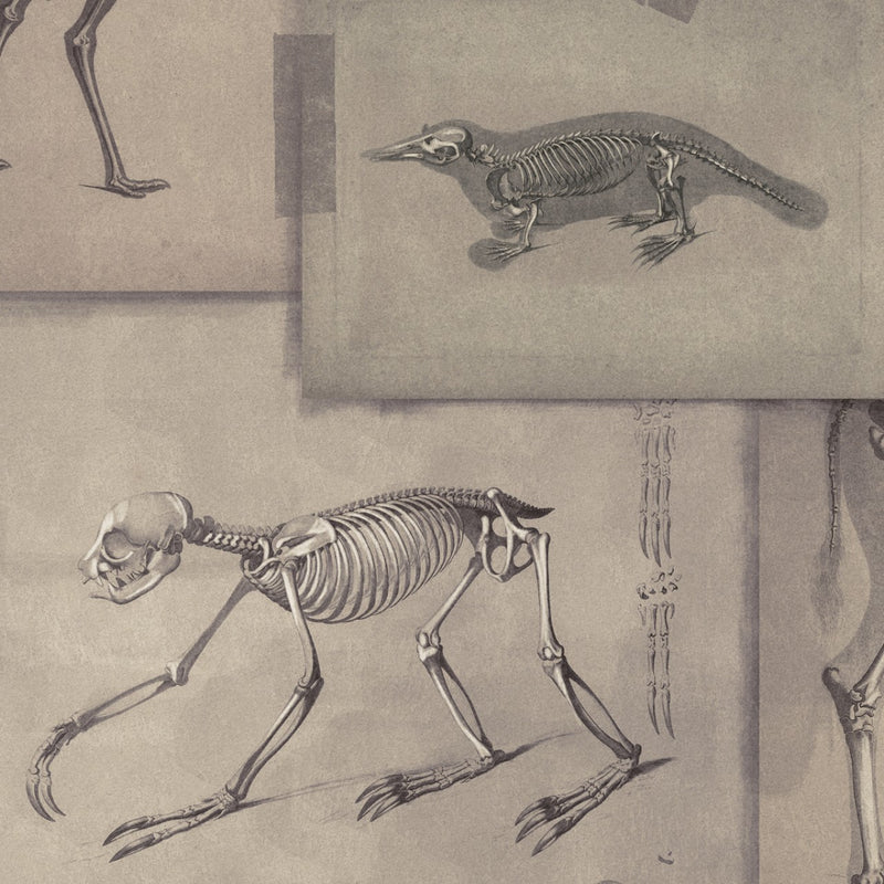 media image for sample zooarchaeology wallpaper from collection ii by mind the gap 1 235