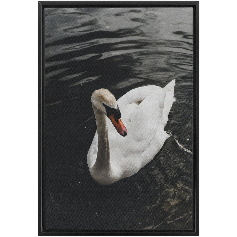 media image for swan framed canvas 18 217