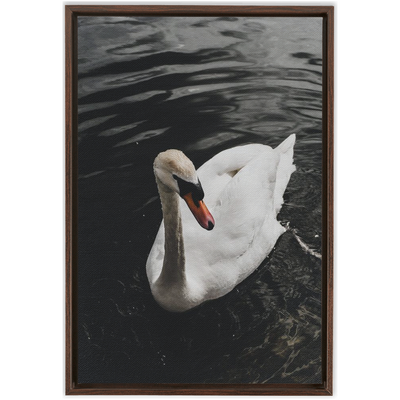 product image for swan framed canvas 11 2