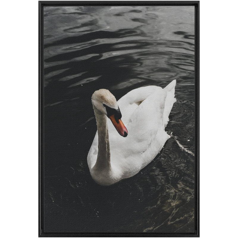 media image for swan framed canvas 21 210
