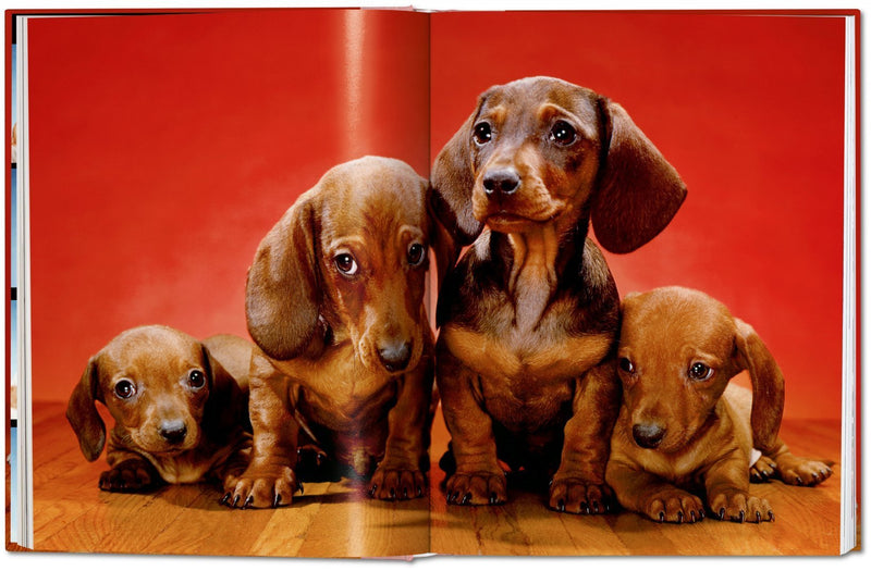 media image for walter chandoha dogs photographs 1941 1991 6 219